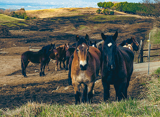 原料の出所が明確