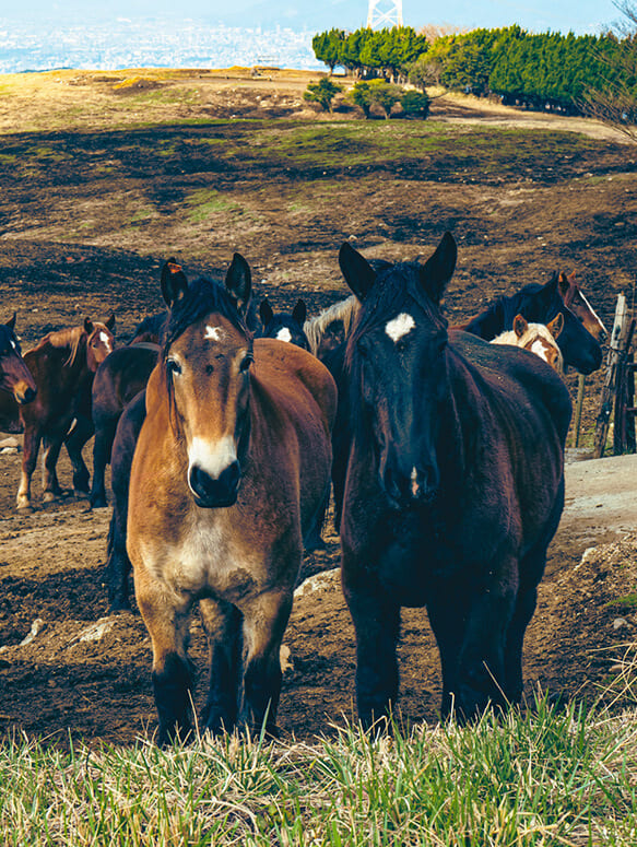 原料の出所が明確