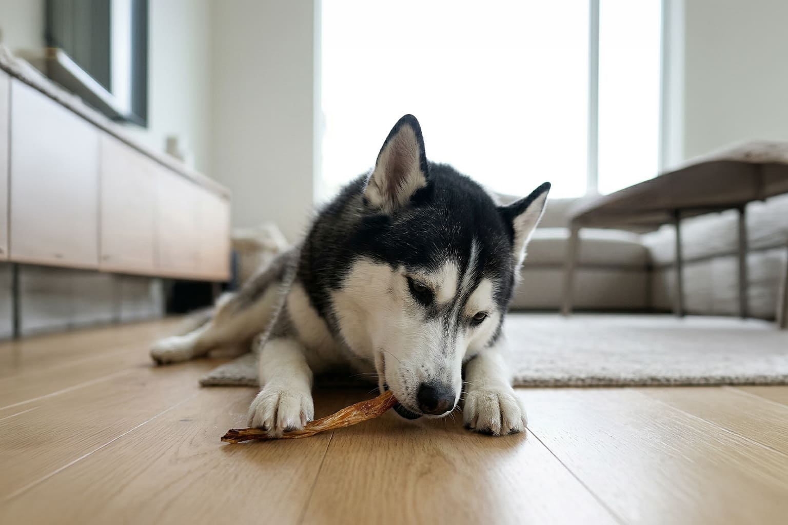 無添加アキレスジャーキーを噛んでいるゴールデンレトリバー