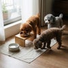犬用馬ふりかけMixを食べる犬のイメージ